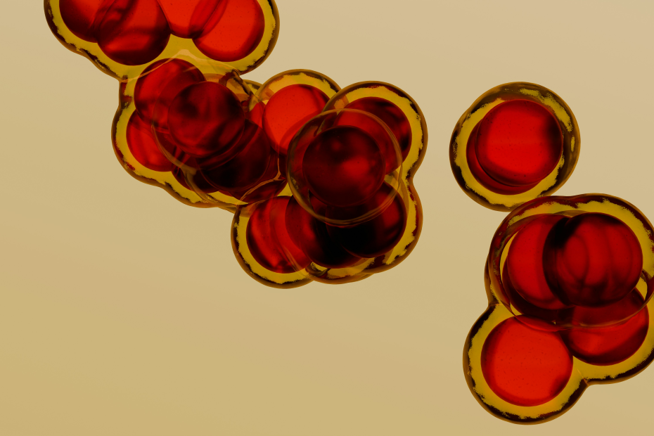 Close-up of blood cells under the microscope.