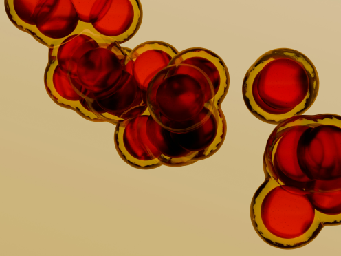 Close-up of blood cells under the microscope.