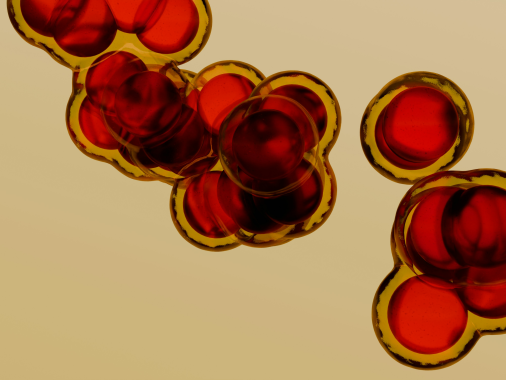 Close-up of blood cells under the microscope.